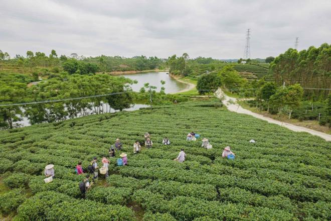 茶加工技术团体标准发布AG真人国际廉江红乌龙(图2)