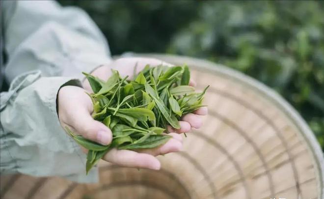 欧盟为何一天两拒中国茶？听专家怎么说AG真人平台茶叶真的不能喝了？曾经(图9)